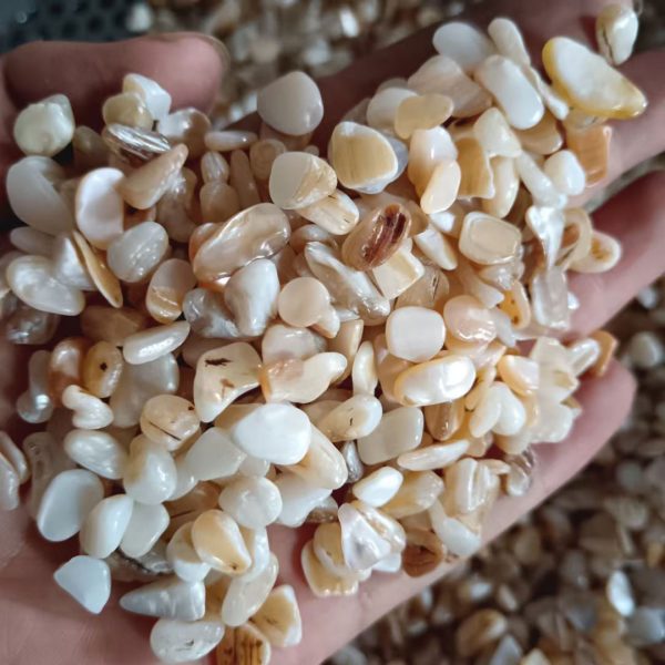 Premium Crushed Shells for Landscaping, Terrazzo, Garden & Crafts